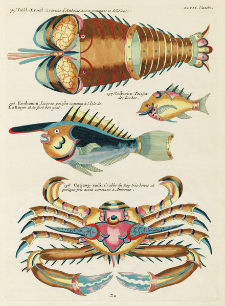 Colourful and surreal illustrations of fishes lobster and crab found in the Indian and Pacific Oceans by Louis Renard 1678 -1746 from Histoire naturelle des plus rares curiositez de la mer des Indes 1754. by IStockHistory com