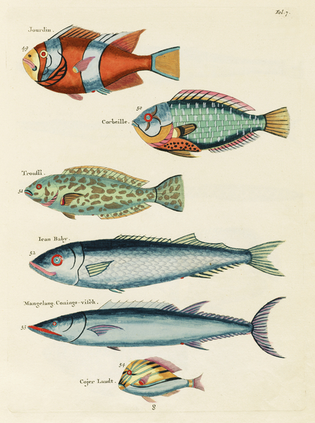 Colourful and surreal illustrations of fishes found in Moluccas Indonesia and the East Indies by Louis Renard 1678 -1746 from Histoire naturelle des plus rares curiositez de la mer des Indes 1754. by IStockHistory com
