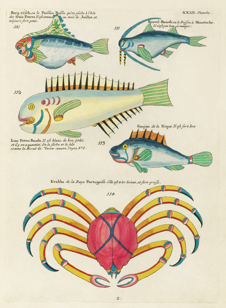 Colourful and surreal illustrations of fishes and crab found in the Indian and Pacific Oceans by Louis Renard 1678 -1746 from Histoire naturelle des plus rares curiositez de la mer des Indes 1754. by IStockHistory com