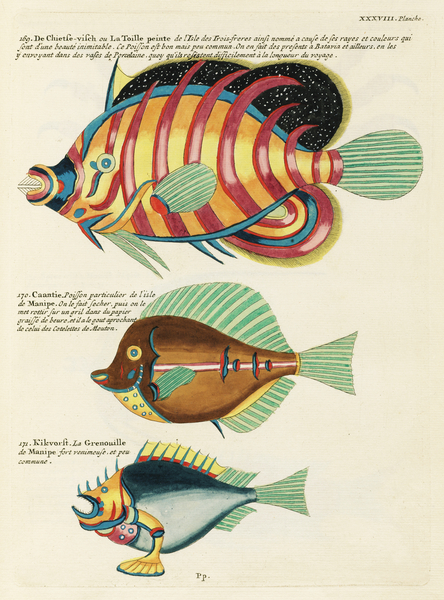 Colourful and surreal illustrations of fishes found in Moluccas Indonesia and the East Indies by Louis Renard 1678 -1746 from Histoire naturelle des plus rares curiositez de la mer des Indes 1754. by IStockHistory com