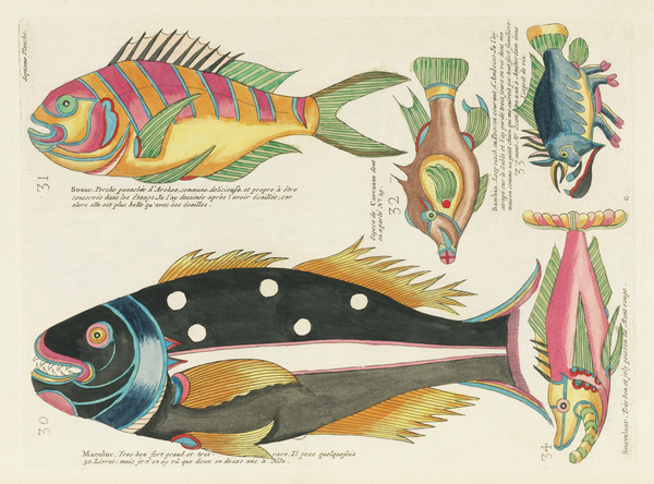 Colourful and surreal illustrations of fishes found in Moluccas Indonesia and the East Indies by Louis Renard 1678 -1746 from Histoire naturelle des plus rares curiositez de la mer des Indes 1754. by IStockHistory com