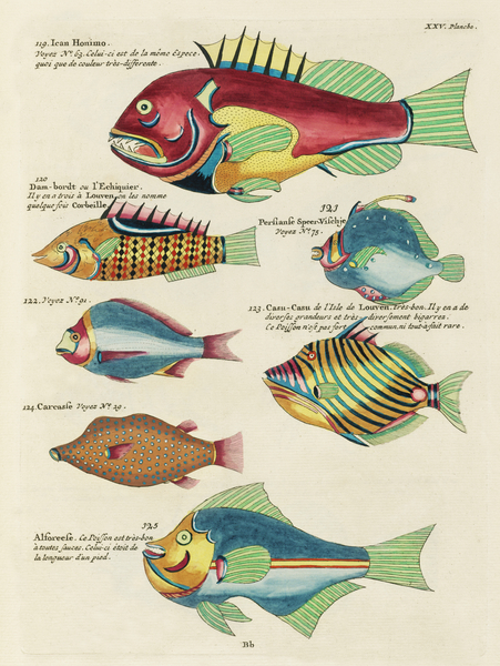 Colourful and surreal illustrations of fishes found in Moluccas Indonesia and the East Indies by Louis Renard 1678 -1746 from Histoire naturelle des plus rares curiositez de la mer des Indes 1754. by IStockHistory com