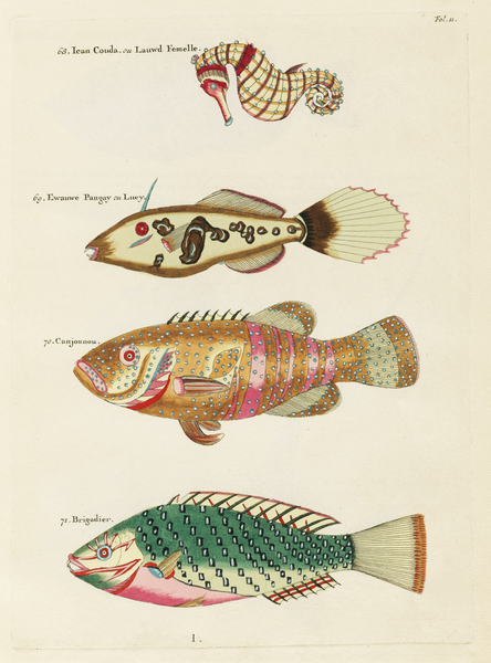 Colourful and surreal illustrations of fishes and sea horse found in Moluccas Indonesia and the East Indies by Louis Renard 1678 -1746 from Histoire naturelle des plus rares curiositez de la mer des Indes 1754. by IStockHistory com