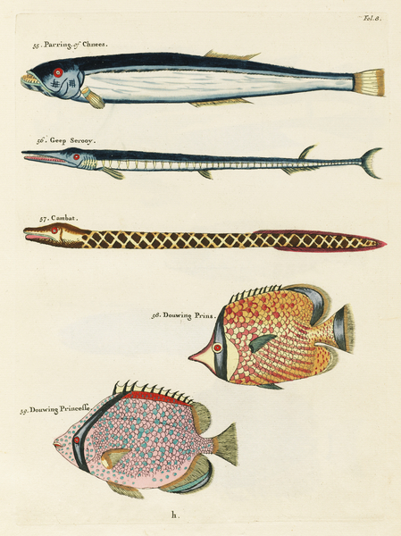Colourful and surreal illustrations of fishes found in Moluccas Indonesia and the East Indies by Louis Renard 1678 -1746 from Histoire naturelle des plus rares curiositez de la mer des Indes 1754. by IStockHistory com