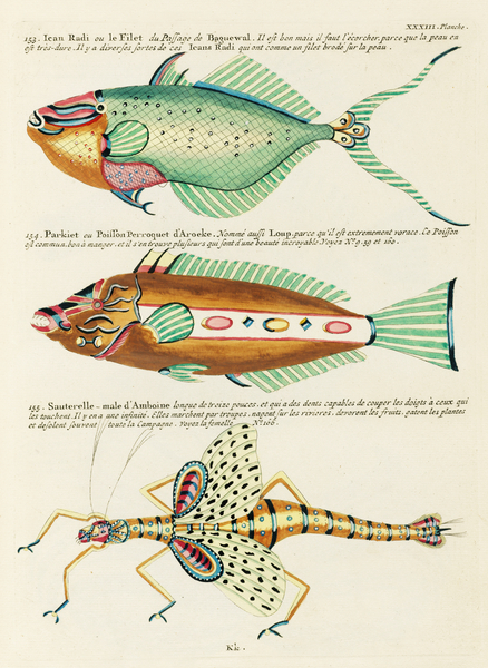 Colourful and surreal illustrations of fishes found in Moluccas Indonesia and the East Indies by Louis Renard 1678 -1746 from Histoire naturelle des plus rares curiositez de la mer des Indes 1754. by IStockHistory com