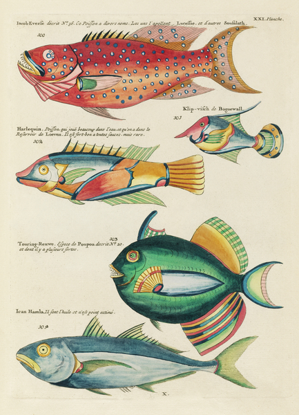 Colourful and surreal illustrations of fishes found in Moluccas Indonesia and the East Indies by Louis Renard 1678 -1746 from Histoire naturelle des plus rares curiositez de la mer des Indes 1754. by IStockHistory com