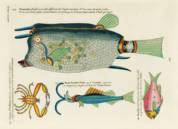 Colourful and surreal illustrations of fishes and crab found in Moluccas Indonesia and the East Indies by Louis Renard 1678 -1746 from Histoire naturelle des plus rares curiositez de la mer des Indes 1754. by IStockHistory com