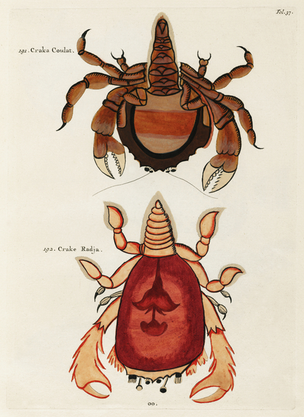 Colourful and surreal illustrations of crabs found in Moluccas Indonesia and the East Indies by Louis Renard 1678 -1746 from Histoire naturelle des plus rares curiositez de la mer des Indes 1754. by IStockHistory com