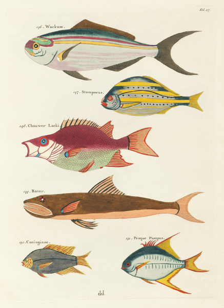 Colourful and surreal illustrations of fishes found in Moluccas Indonesia and the East Indies by Louis Renard 1678 -1746 from Histoire naturelle des plus rares curiositez de la mer des Indes 1754. by IStockHistory com