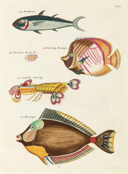 Colourful and surreal illustrations of fishes and lobster found in Moluccas Indonesia and the East Indies by Louis Renard 1678 -1746 from Histoire naturelle des plus rares curiositez de la mer des Indes 1754. by IStockHistory com