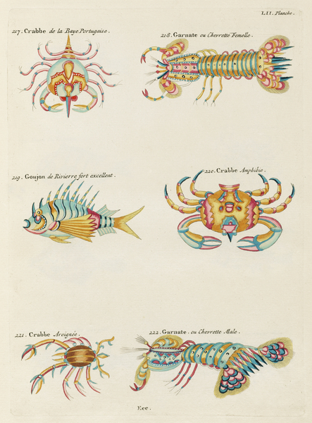 Colourful and surreal illustrations of crabs and lobster found in Moluccas Indonesia and the East Indies by Louis Renard 1678 -1746 from Histoire naturelle des plus rares curiositez de la mer des Indes 1754. by IStockHistory com