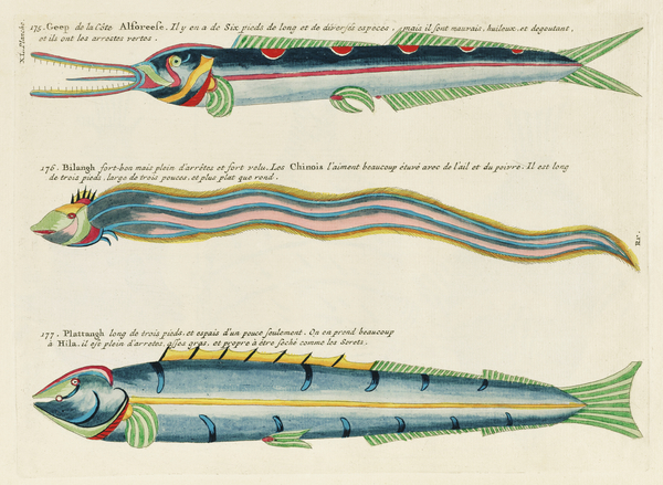 Illustrations of a siren and lobster found in the Moluccas Indonesia and the East Indies by Louis Renard 1678 -1746 from Histoire naturelle des plus rares curiositez de la mer des Indes 1754. by IStockHistory com