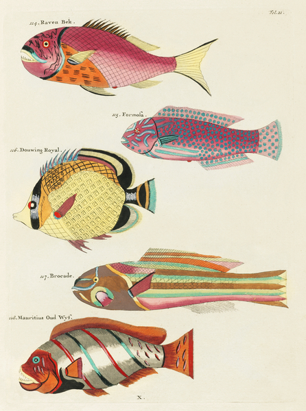 Colourful and surreal illustrations of fishes found in Moluccas Indonesia and the East Indies by Louis Renard 1678 -1746 from Histoire naturelle des plus rares curiositez de la mer des Indes 1754. by IStockHistory com