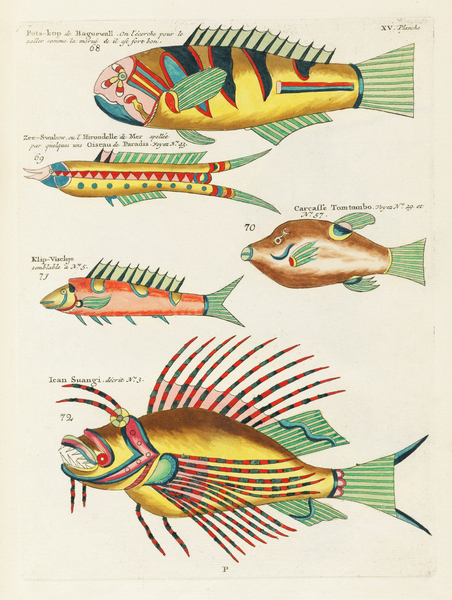 Colourful and surreal illustrations of fishes found in Moluccas Indonesia and the East Indies by Louis Renard 1678 -1746 from Histoire naturelle des plus rares curiositez de la mer des Indes 1754. by IStockHistory com