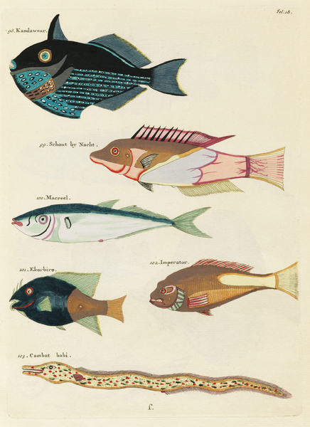 Colourful and surreal illustrations of fishes found in Moluccas Indonesia and the East Indies by Louis Renard 1678 -1746 from Histoire naturelle des plus rares curiositez de la mer des Indes 1754. by IStockHistory com