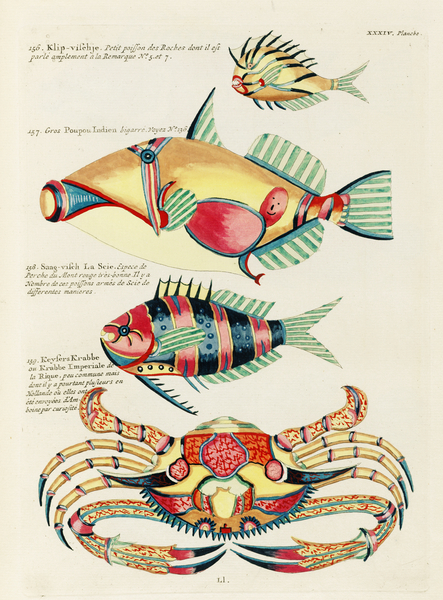 Colourful and surreal illustrations of fishes and crab found in the Indian and Pacific Oceans by Louis Renard 1678 -1746 from Histoire naturelle des plus rares curiositez de la mer des Indes 1754. by IStockHistory com
