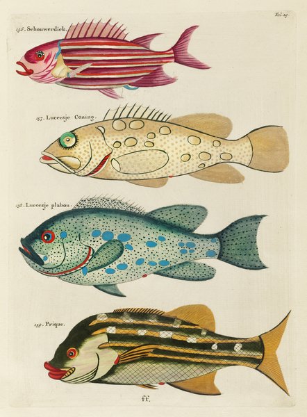 Colourful and surreal illustrations of fishes found in Moluccas Indonesia and the East Indies by Louis Renard 1678 -1746 from Histoire naturelle des plus rares curiositez de la mer des Indes 1754. by IStockHistory com