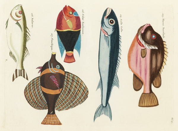 Colourful and surreal illustrations of fishes found in Moluccas Indonesia and the East Indies by Louis Renard 1678 -1746 from Histoire naturelle des plus rares curiositez de la mer des Indes 1754. by IStockHistory com