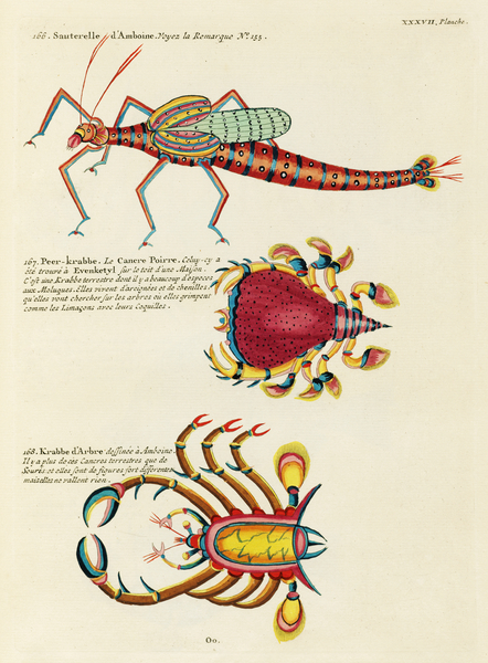Colourful and surreal illustrations of fishes and crabs found in Moluccas Indonesia and the East Indies by Louis Renard 1678 -1746 from Histoire naturelle des plus rares curiositez de la mer des Indes 1754. by IStockHistory com