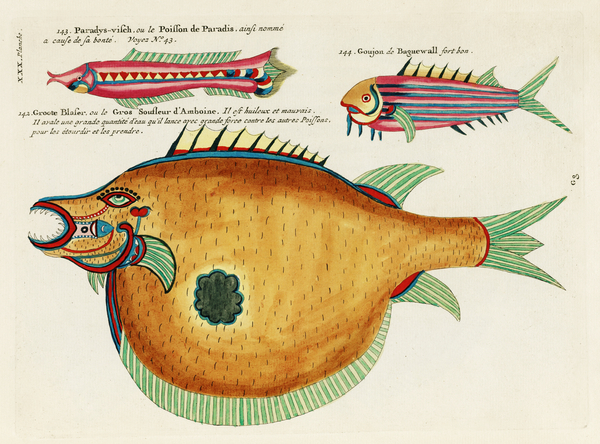 Colourful and surreal illustrations of fishes found in Moluccas Indonesia and the East Indies by Louis Renard 1678 -1746 from Histoire naturelle des plus rares curiositez de la mer des Indes 1754. by IStockHistory com