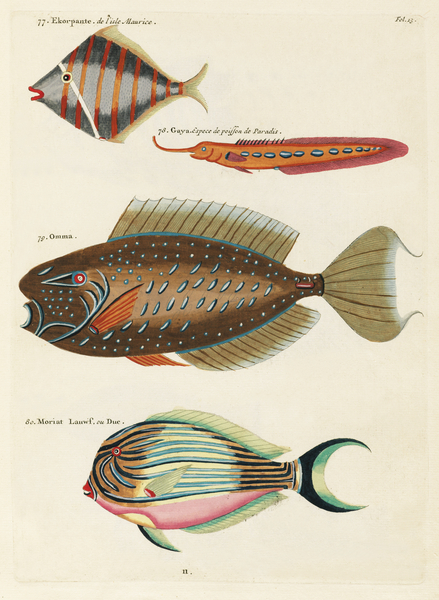 Colourful and surreal illustrations of fishes found in Moluccas Indonesia and the East Indies by Louis Renard 1678 -1746 from Histoire naturelle des plus rares curiositez de la mer des Indes 1754. by IStockHistory com