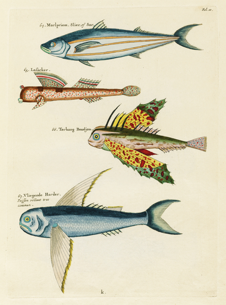 Colourful and surreal illustrations of fishes found in Moluccas Indonesia and the East Indies by Louis Renard 1678 -1746 from Histoire naturelle des plus rares curiositez de la mer des Indes 1754. by IStockHistory com