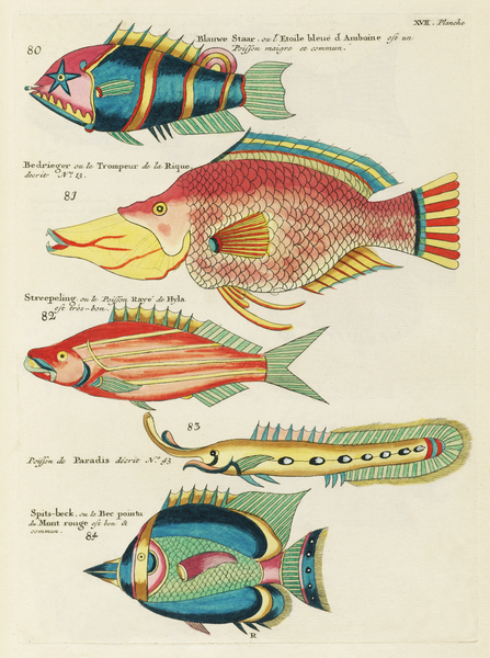 Colourful and surreal illustrations of fishes found in Moluccas Indonesia and the East Indies by Louis Renard 1678 -1746 from Histoire naturelle des plus rares curiositez de la mer des Indes 1754. by IStockHistory com