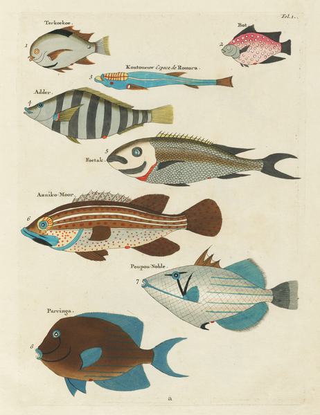 Colourful and surreal illustrations of fishes found in Moluccas Indonesia and the East Indies by Louis Renard 1678 -1746 from Histoire naturelle des plus rares curiositez de la mer des Indes 1754. by IStockHistory com