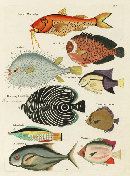 Colourful and surreal illustrations of fishes found in Moluccas Indonesia and the East Indies by Louis Renard 1678 -1746 from Histoire naturelle des plus rares curiositez de la mer des Indes 1754. by IStockHistory com