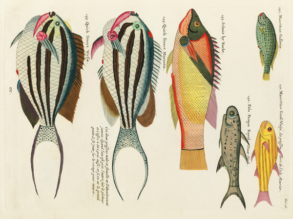 Colourful and surreal illustrations of fishes found in Moluccas Indonesia and the East Indies by Louis Renard 1678 -1746 from Histoire naturelle des plus rares curiositez de la mer des Indes 1754. by IStockHistory com