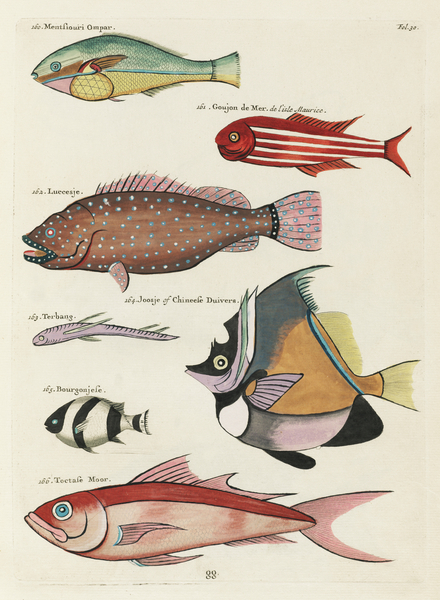 Colourful and surreal illustrations of fishes found in Moluccas Indonesia and the East Indies by Louis Renard 1678 -1746 from Histoire naturelle des plus rares curiositez de la mer des Indes 1754. by IStockHistory com