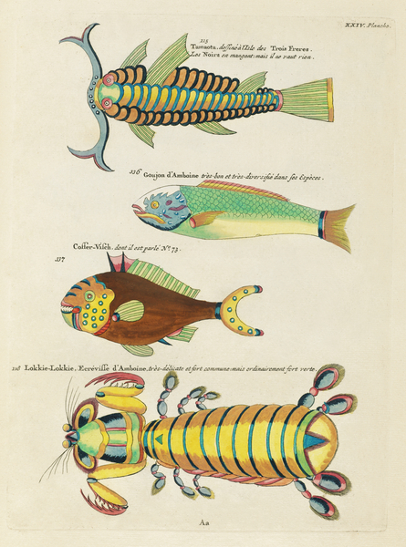 Colourful and surreal illustrations of fishes and other marine life found in Moluccas Indonesia and the East Indies by Louis Renard 1678 -1746 from Histoire naturelle des plus rares curiositez de la mer des Indes 1754. by IStockHistory com