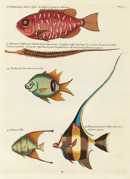 Colourful and surreal illustrations of fishes found in Moluccas Indonesia and the East Indies by Louis Renard 1678 -1746 from Histoire naturelle des plus rares curiositez de la mer des Indes 1754. by IStockHistory com