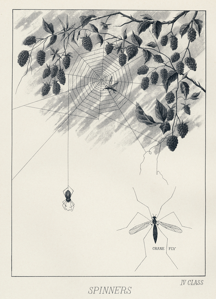 Lake Flies  Print