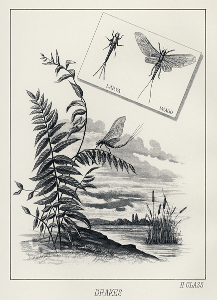 Drakes  Print