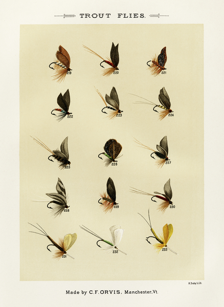 Trout Flies  Print