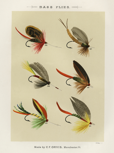 Bass Flies  Print