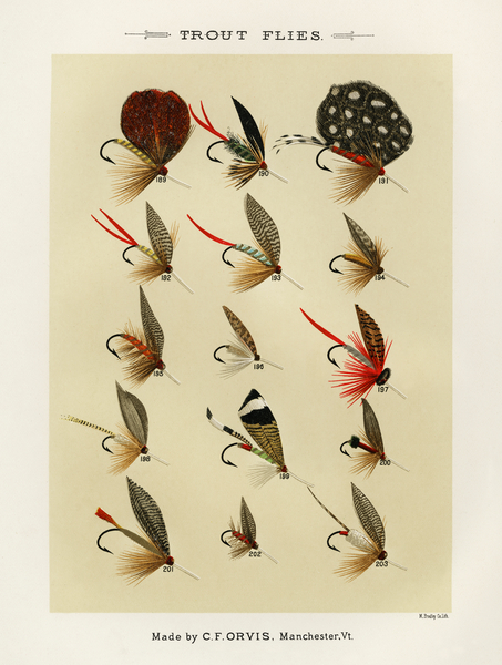 Trout Flies  Print