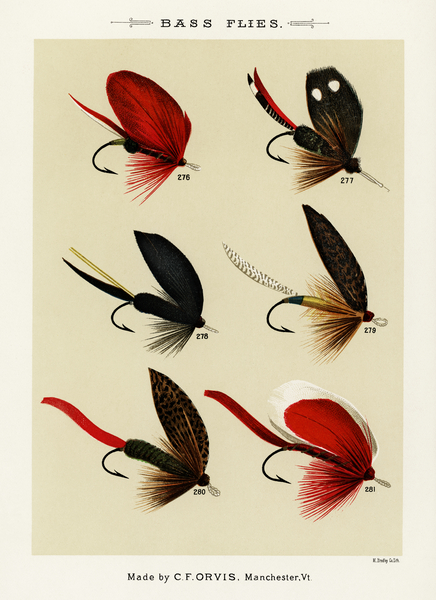 Bass Flies  Print