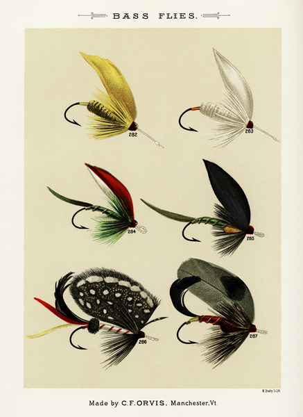 Bass Flies  Print