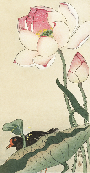 Gallinule with Lotus Flowers 1900 - 1930 by Ohara Koson 1877-1945. by IStockHistory com
