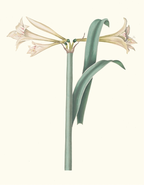 Amaryllis Harrisoni 1834 Print