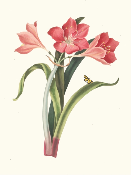 Amaryllis Purpurea Major 1834 by IStockHistory com