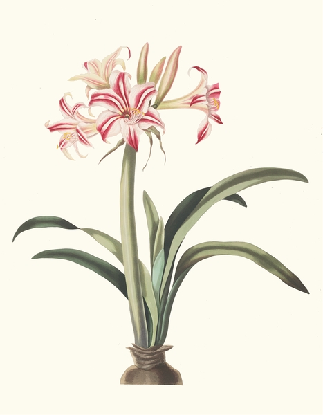 Ameryllis Superba Vittata 1834 by IStockHistory com