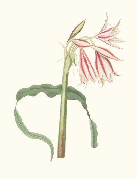 Crinum Ornatum 1834 by IStockHistory com