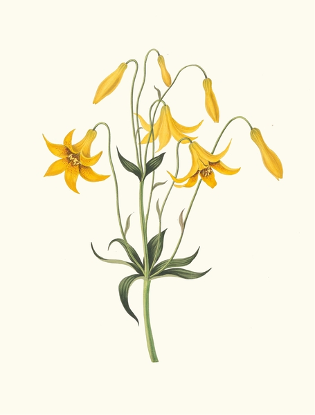 Lilium Canadense. [Canada Lily Wild Yellow Lily] 183400 by IStockHistory com