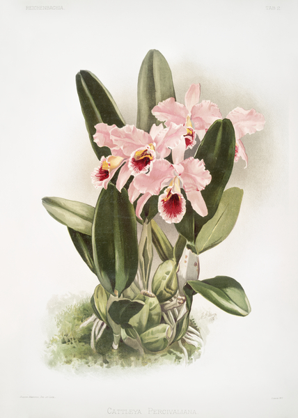Cattleya Percivaliana from Reichenbachia Orchids 1888-1894 by Frederick Sander 1847-1920.  by IStockHistory com