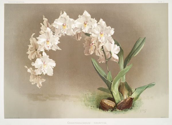 Odontoglossum crispum from Reichenbachia Orchids 1888-1894 by Frederick Sander 1847-1920.  by IStockHistory com