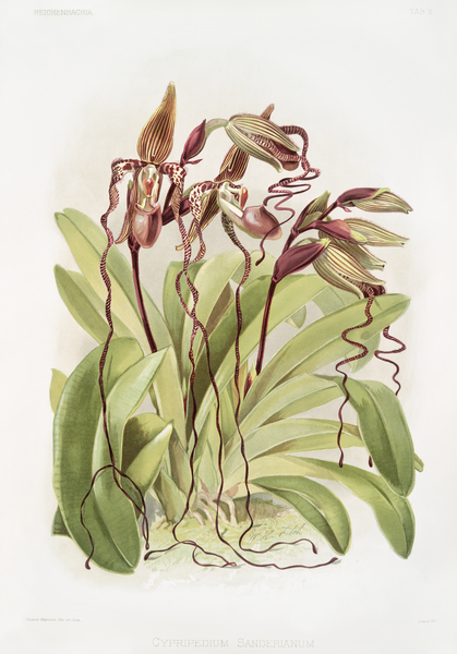 Cypripedium sanderianum from Reichenbachia Orchids 1888-1894 by Frederick Sander 1847-1920. by IStockHistory com