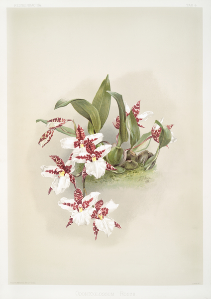 Odontoglossum rossii from Reichenbachia Orchids 1888-1894 by Frederick Sander 1847-1920.  by IStockHistory com